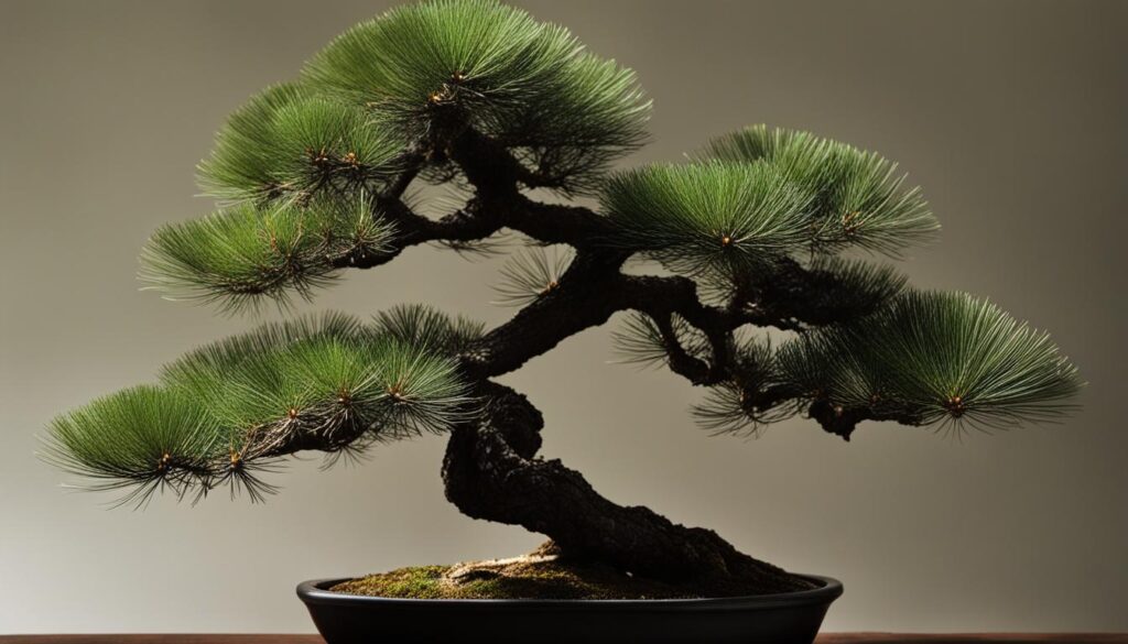 Black Pine Bonsai