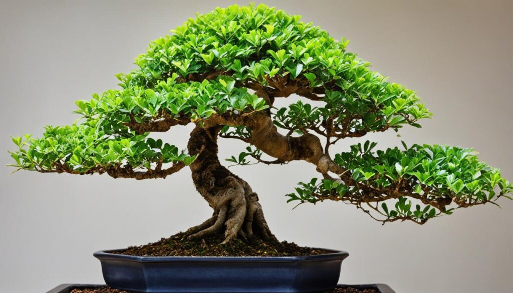 Bonsai Carmona microphylla