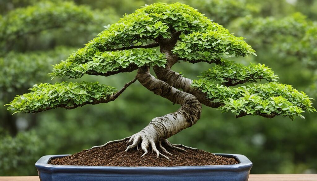 Chinese Elm Bonsai