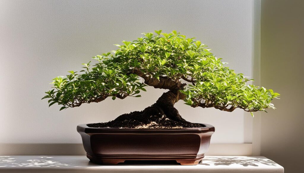 Chinese Elm Bonsai placement