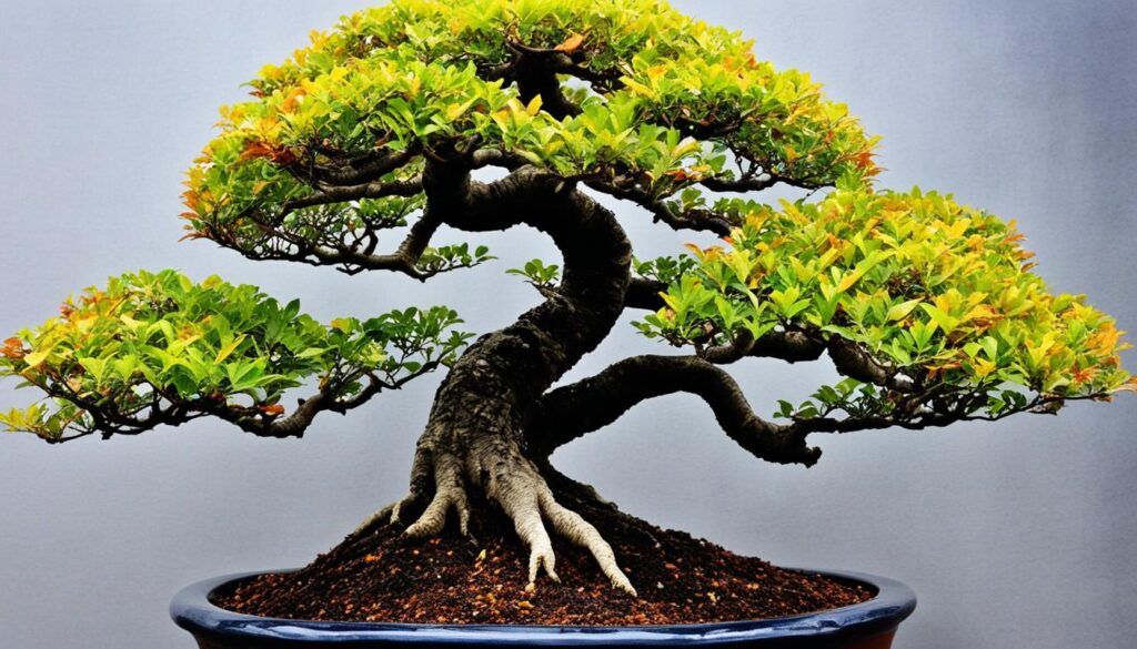 Chinese Elm bonsai