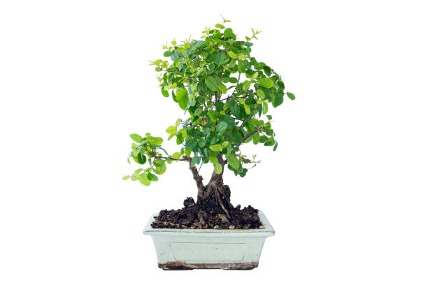 Chinese sweet plum bonsai