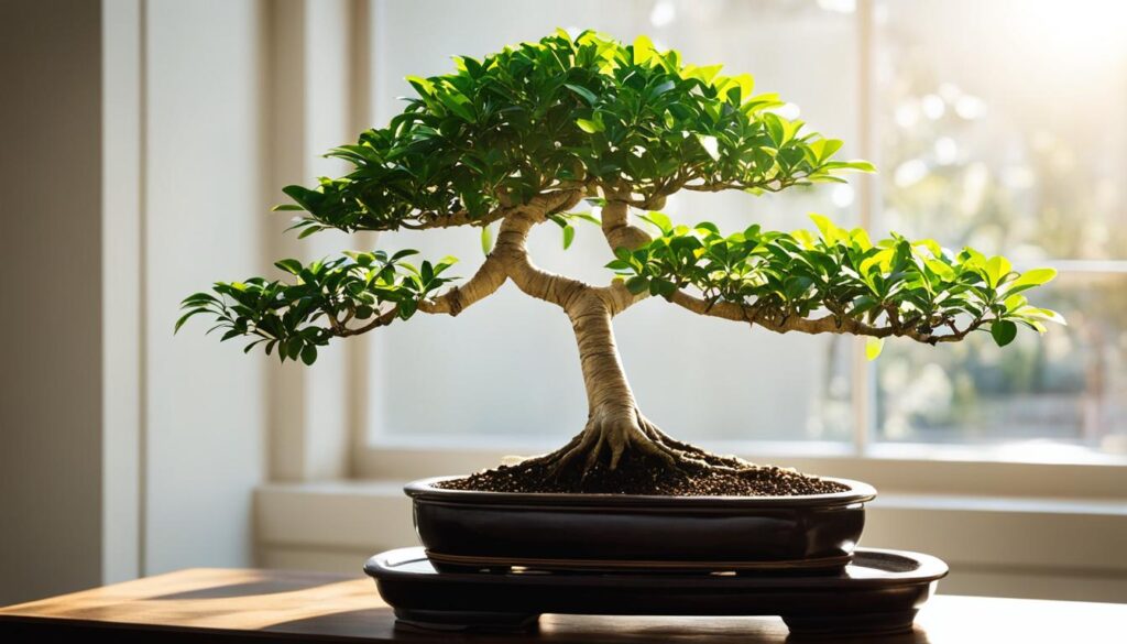 Ficus bonsai placement