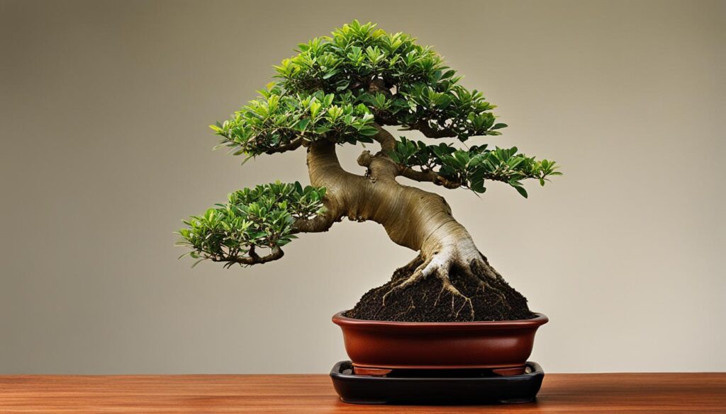 Ficus bonsai varieties