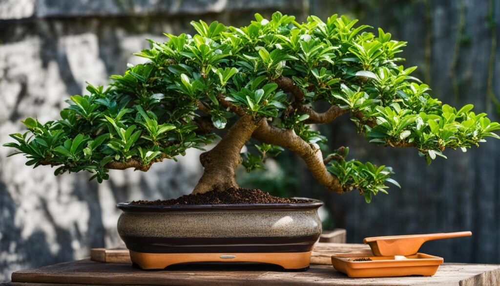 Fukien tea bonsai tree