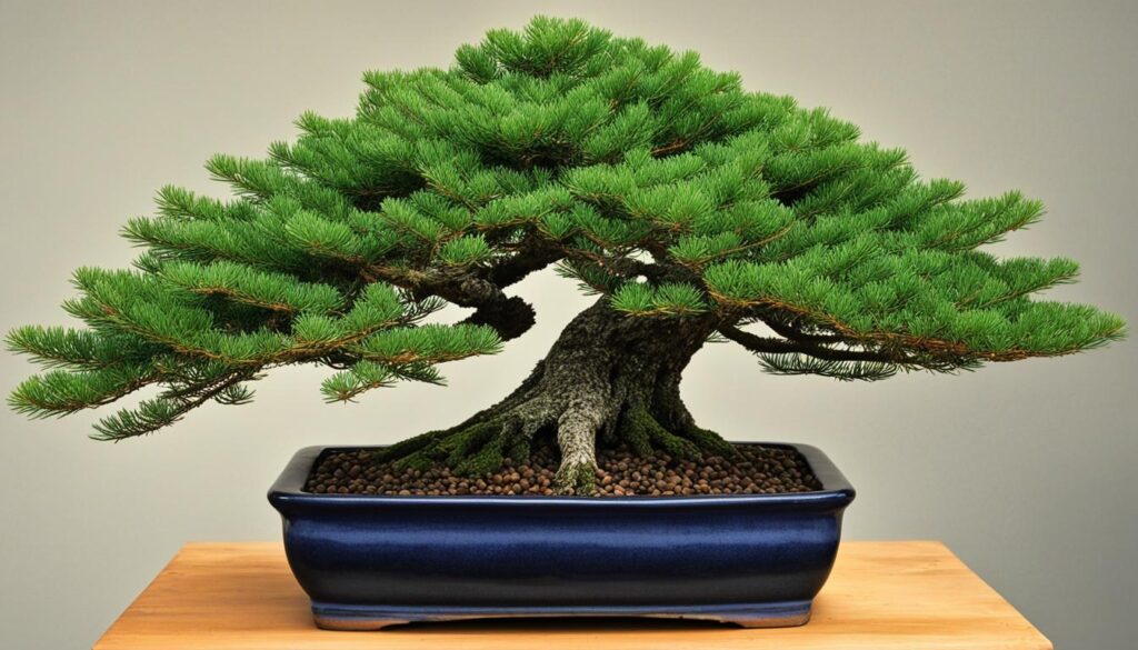 Norway spruce bonsai