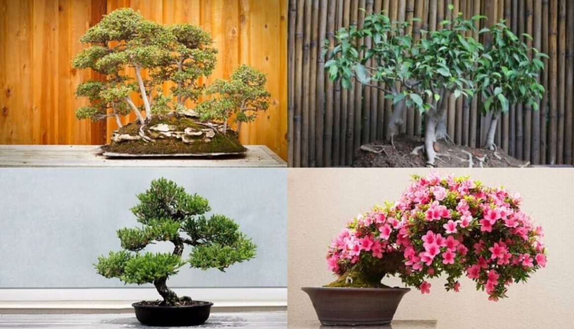 Different types of bonsai plants