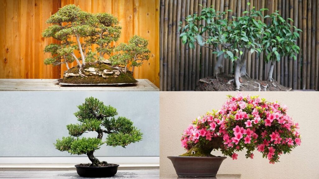 Different types of bonsai plants