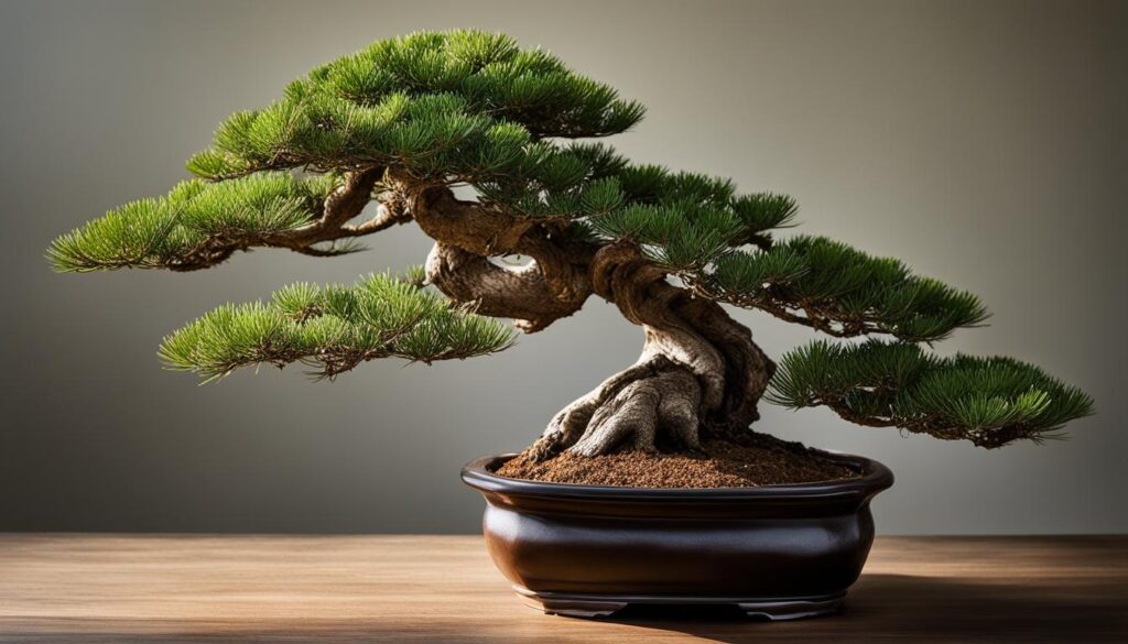 basics of bonsai pine trees