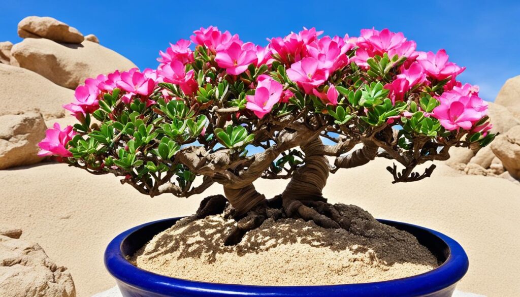 desert rose bonsai