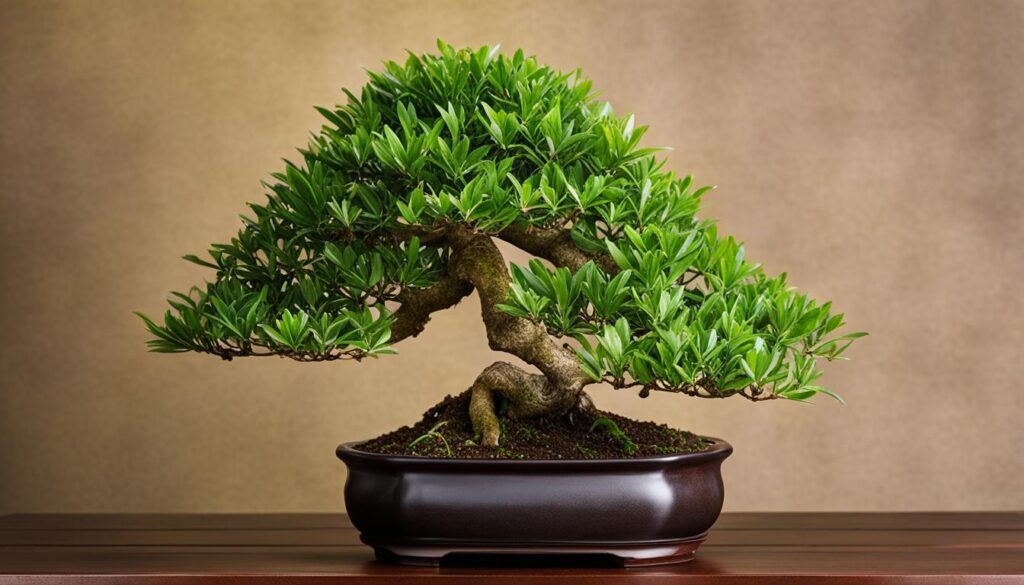 dwarf umbrella tree bonsai