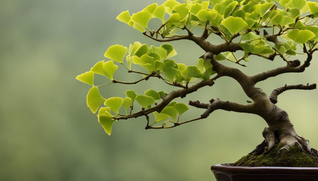 ginkgo biloba bonsai