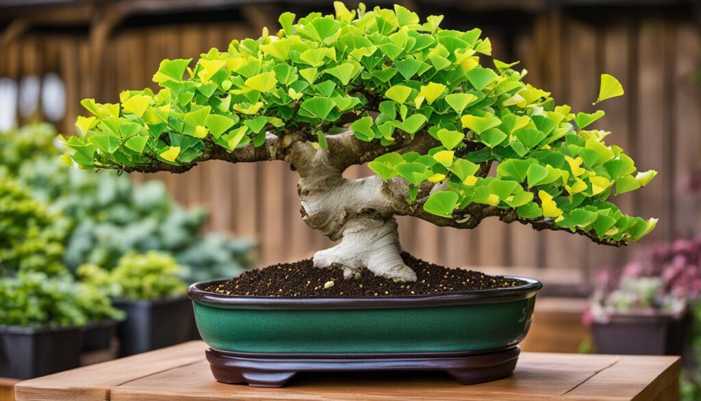 ginkgo biloba bonsai tree