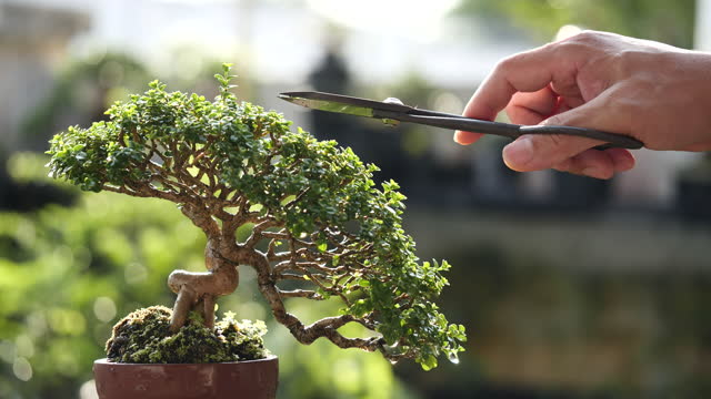 Bonsai Tree care guide for beginners