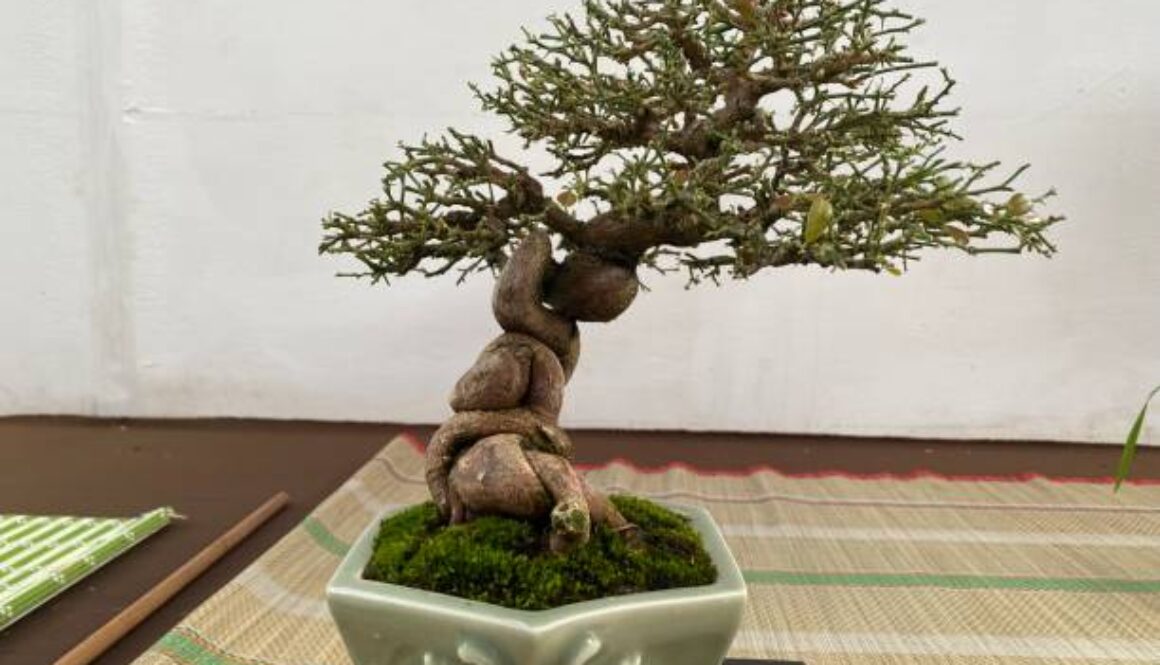 redwood bonsai tree