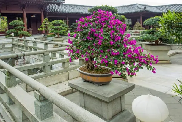 bougainvillea bonsai