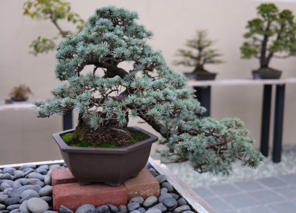 Juniper Bonsai Tree: Complete Guide for Growing and Caring