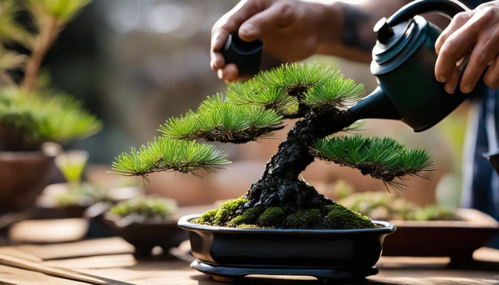 optimal bonsai plant care for Black Pine Bonsai