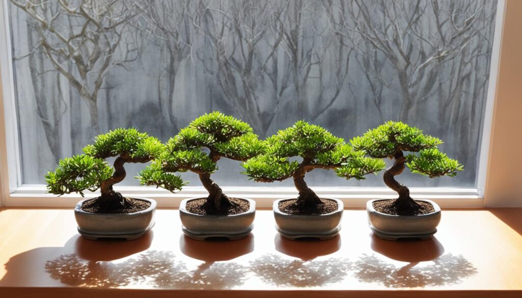 positioning orange bonsai trees