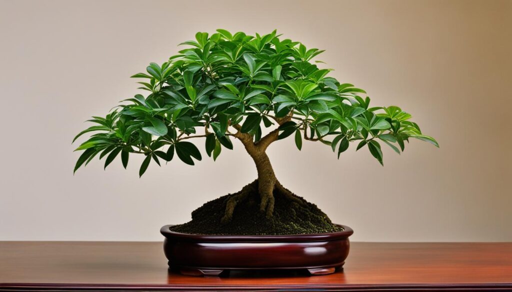 schefflera arboricola bonsai
