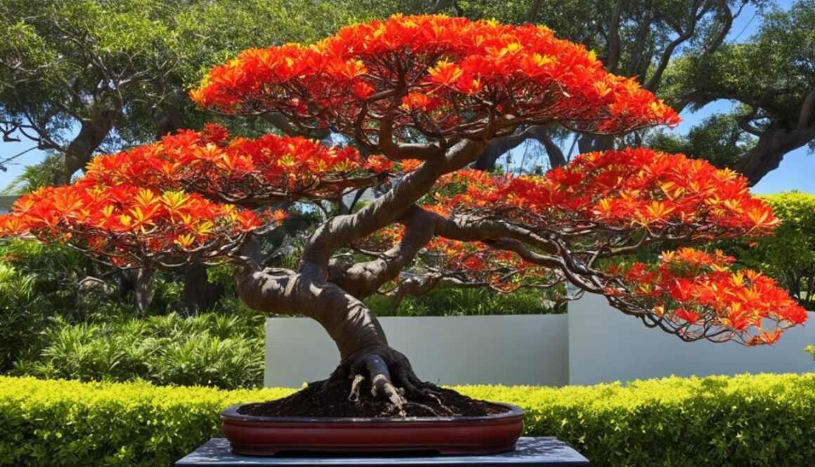 Flame tree bonsai