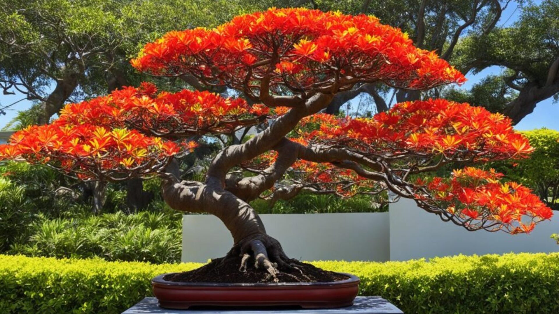 Flame tree bonsai