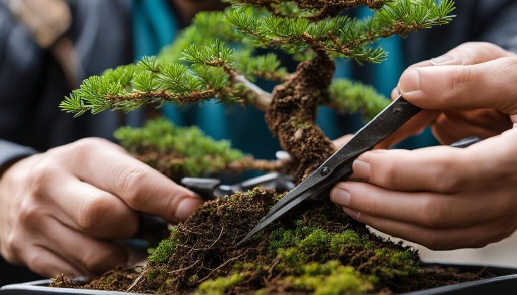 Hinoki Cypress pruning and wiring