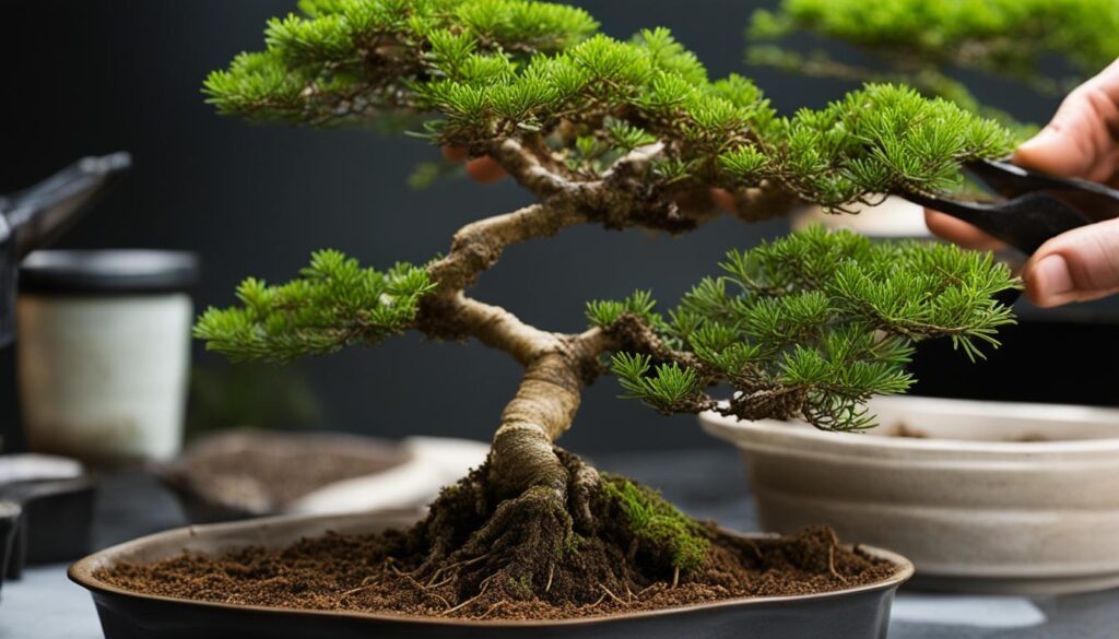Hinoki Cypress repotting