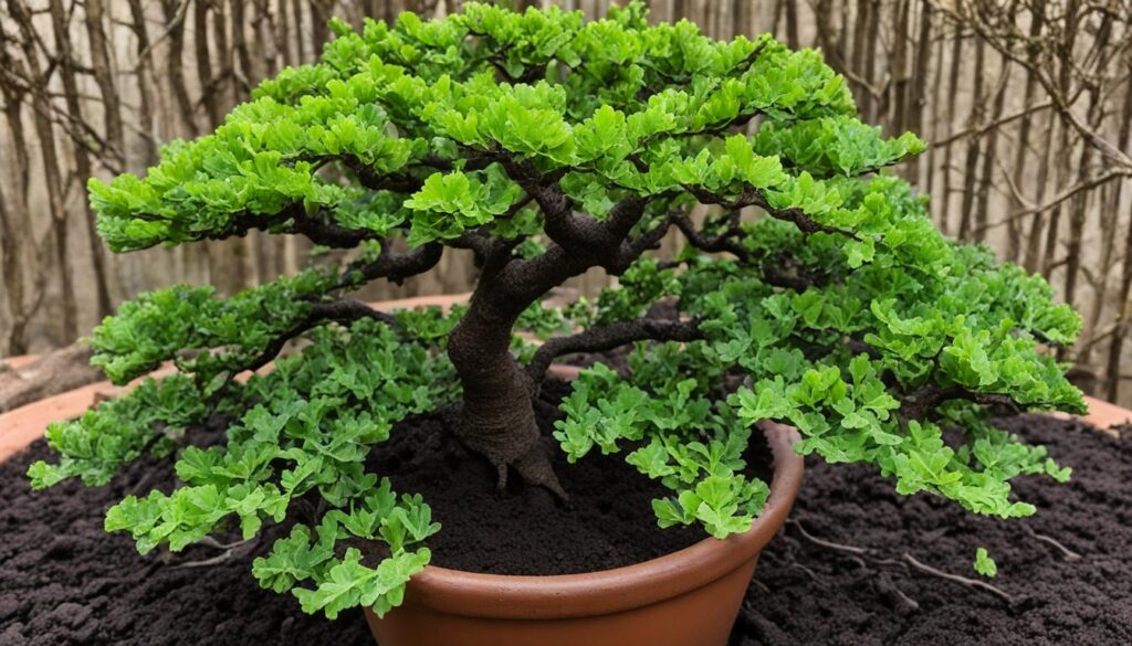 Oak Bonsai