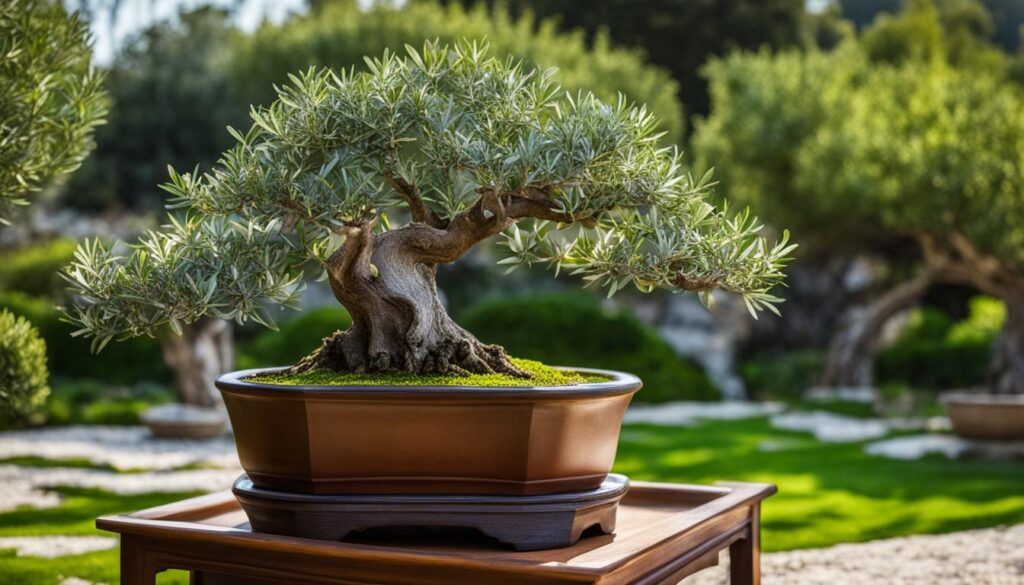 Olive tree bonsai Growing and Care Guide