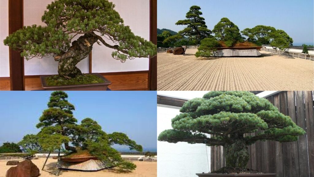 Oldest Bonsai Trees in the World