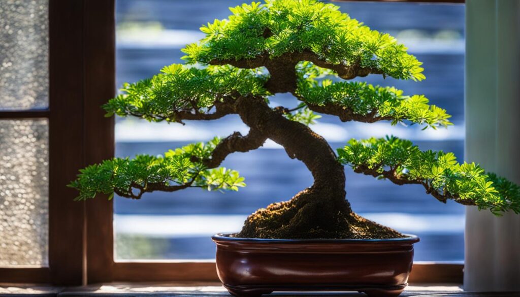 bonsai blue jacaranda placement
