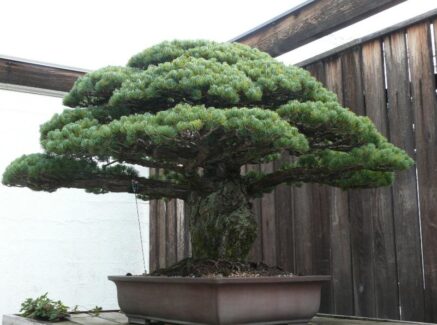 4. The Japanese White Pine that Survived Hiroshima