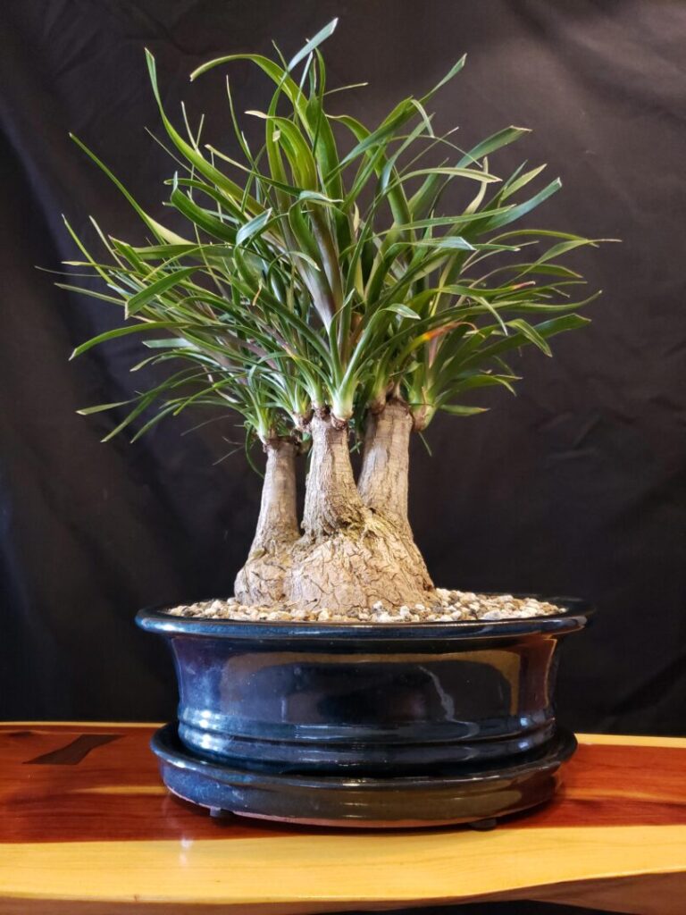 palm-bonsai