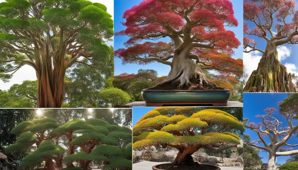 seasonal practices for rainbow eucalyptus bonsai