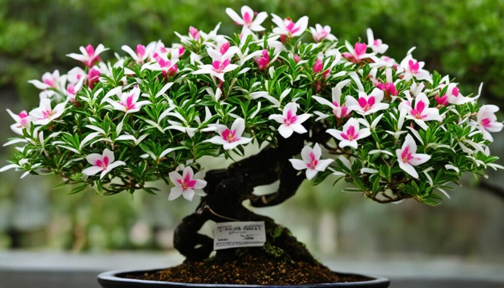 serissa bonsai