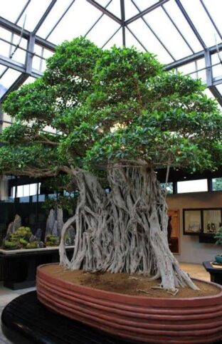 Ficus Bonsai Tree at Crespi, Italy
