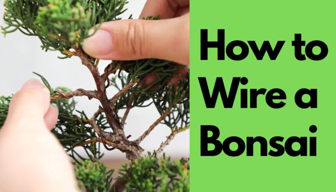 How to wire a Bonsai