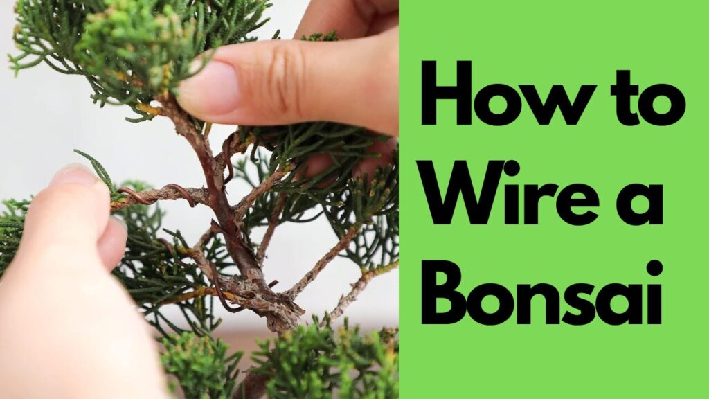 How to wire a Bonsai