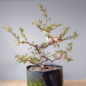 Quince bonsai