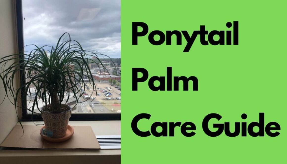 Ponytail palm care guide