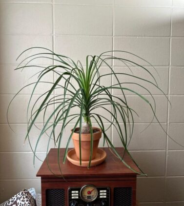 ponytail palm photo