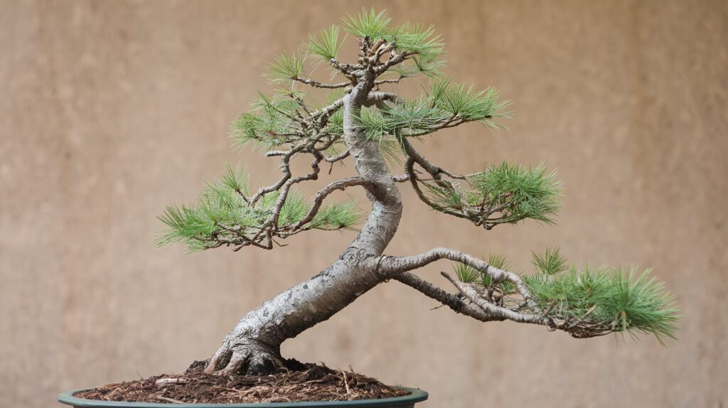 a photo of a white pine bonsai tree the tree is in tzWSyG6fTjm3IHBjK2WhFA lLLo3VCXRzaIi tn4xY7w