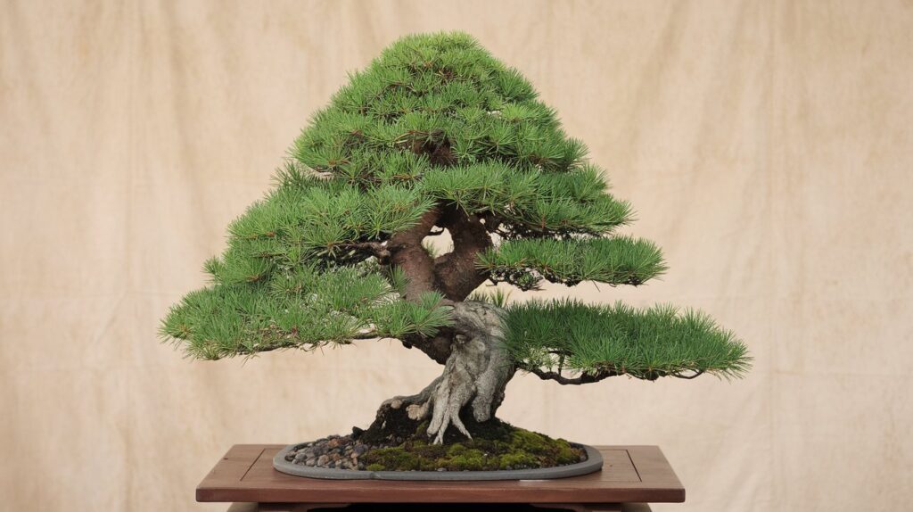 a photo of a white pine bonsai tree the tree is pl dad1ANOrQNm2wGZxO2PIqw lLLo3VCXRzaIi tn4xY7w