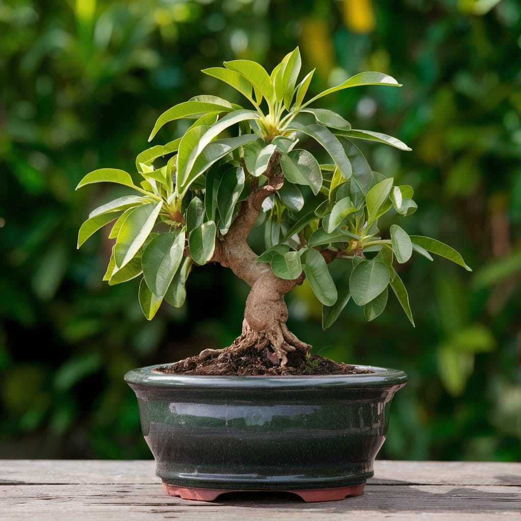 mango bonsai tree in a pot