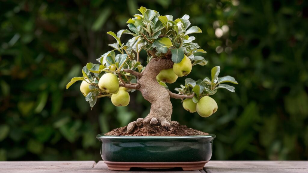 quince bonsai in a pot