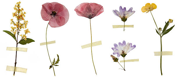 Six dried in a book flowers isolated on white. Among them 2 poppy flowers